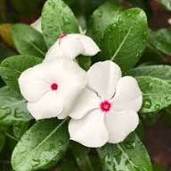 White Vinca Rosea Flower Seeds for Planting  Seed for Pure and Elegant Blooms