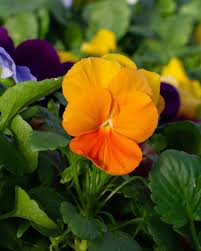 Orange Viola Sorbet Seeds for Planting | Vibrant Flower Seeds for Your Garden