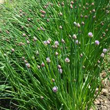 Green Chive Vegetable Seeds - Perfect for Planting