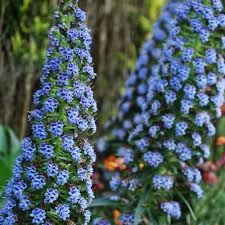 Blue Fastuosum Flower Seeds: Planting Guide & Tips