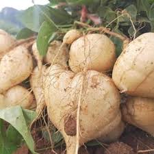 Jicama Vegetable Seeds for Planting