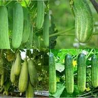 Cucumber Vegetable Seeds for Easy Planting