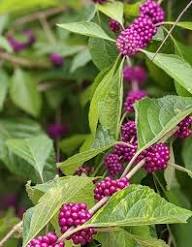 Violet Callicarpa Bodinieri Seeds for Planting  Stunning Fruit-Bearing Plants