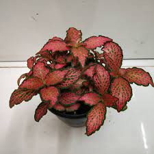 Fittonia Plant Seeds For Easy Planting