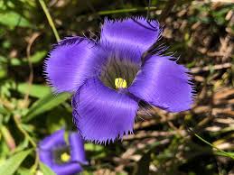Blue Gentian Fringed Flower seeds for Planting - Fragrant Blossoms, Heirloom & GMO Free Seeds for Home Garden