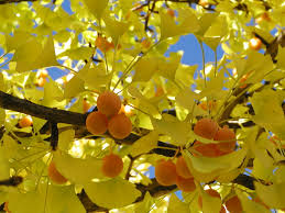 Yellow Maidenhair Tree Seeds Planting Tips