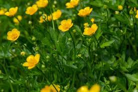 Yellow Buttercup Flower Seeds Planting Essentials