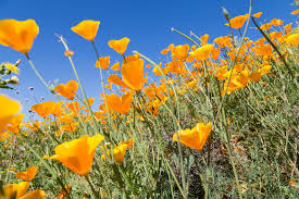 Yellow Eschscholzia Flower Seeds Planting