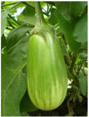 Green Eggplant Vegetable Seeds for Garden Planting