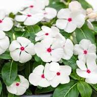 White Vinca Rosea Flower Seeds for Planting  Seed for Pure and Elegant Blooms