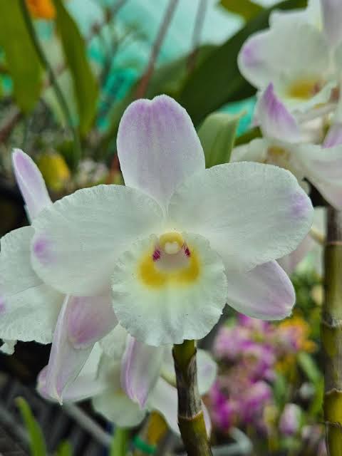 White Windbell Orchid Seed for Planting Perfect for Cultivating Beautiful Blooms in Your Garden Heirloom Non-GMO Seeds