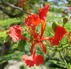 Red Flamboyant Tree Seeds Planting