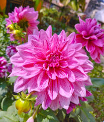 Pale Rose Dahlia Flower Seeds for Planting Cut Flower Favorite Heirloom & GMO Free Seeds for Home Garden
 
 Sale