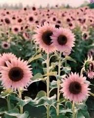 Semillas De Girasol Flower Seeds for Planting  Seed for Bright, Radiant Blooms