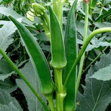 Orka Vegetable Seeds for Planting