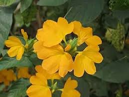 Yellow Crossandra Flower Seeds for Lush Blooms - Perfect Addition to Your Garden Collection