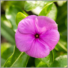 Periwinkle Flower Seeds for Easy Planting