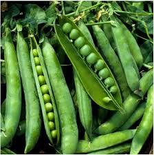 Sugar Ann Snap Pea Planting Seeds