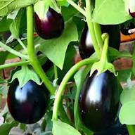 Ophelia Eggplant Vegetable Seeds for Planting