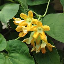 Telosma Cordata Flower Seeds for Planting - Premium Seeds for Vibrant Blooms