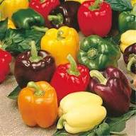 Bell Vegetable Seeds - Perfect for Home Gardening