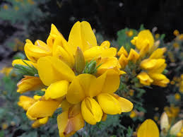 Gorse Ulex Europaeus Flower Seeds for Planting  Hardy Perennial Seeds for Vibrant Yellow Blooms