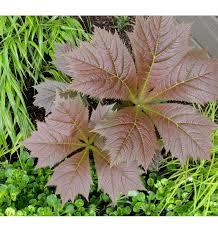 Brown Rodgersia Henrici Flower seeds for Planting - Premium Quality, Heirloom & GMO Free Seeds for Home Garden