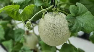 Cantaloupe Seeds for Planting: Cream Variety