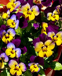Dark Purple Yellow Pansy Flower Seeds for Planting Compact Growth Heirloom & GMO Free Seeds for Home Garden
 
 Sale