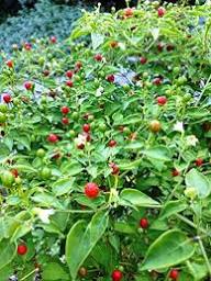 Pequin Vegetable Planting Seeds