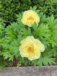 Yellow Peony Flower Seeds for Planting