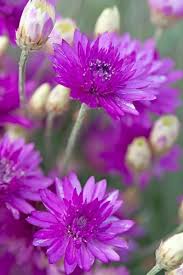 Xeranthemum Annuum Flower Seeds Planting