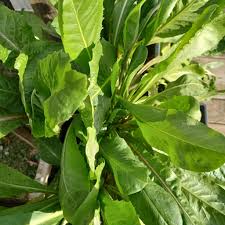 Green Intybus Seeds for Your Vegetable Garden