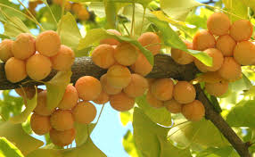 Ginkgo Fruit seeds for Planting Fruit Seeds for Home Gardens, Containers & Outdoor Growing
