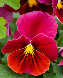 Pink Red Pansy Flower Seeds for Planting Long Bloom Season Heirloom & GMO Free Seeds for Home Garden
 
 Sale