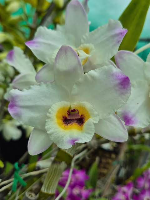White Windbell Orchid Seed growing in home gardens, containers, raised beds, and outdoor landscapes