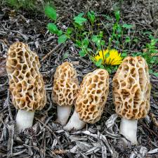 Morel Mushroom Seeds for Home Planting