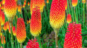 Red Kniphofia Caulescens Seeds for Planting - Vibrant Perennial Flowers