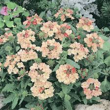 Verbena Peaches and Cream Perennial Flower Seed for Plantings for Planting for Soft, Elegant Blooms in Your Garden Heirl
