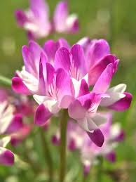 Violet Milkvetch Sinicus - Premium Flower Seeds for Vibrant Gardens and Ecological Planting
