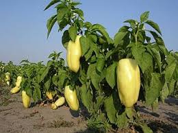Ungarische Weisse Vegetable Seeds: Premium Quality for Your Garden