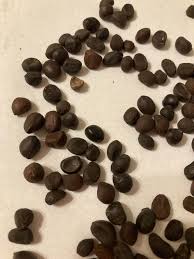 Chinese Peony Paeonia lactiflora Seeds for Planting in Flower Bed & Garden