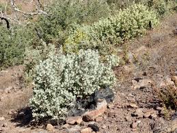 Elevate Your Outdoors with Whiteleaf Manzanita Planting  Seed for Stunning Shrubbery - Evergrowseeds