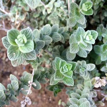 Zaatar Plant Seeds Planting