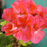 Light Red White Geranium Flower Seeds for Planting Seasonal Bloomer Heirloom & GMO Free Seeds for Home Garden
 
 Sale