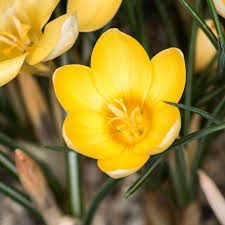 Yellow Crocus Flower Seeds Hardy Variety Heirloom & GMO Free Seeds for Home Garden
 
 Sale