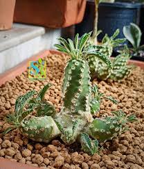 Premium Green Dorstenia Lavrano Plant Seeds  Perfect for Indoor & Outdoor Planting