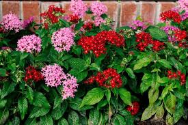 Pentas Lanceolata Seeds for Planting  Attract Butterflies with Stunning Blooms