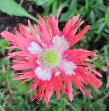 Red Yellow Danish Flag Flower Seeds for Planting  Vibrant Annuals for a Colorful Garden