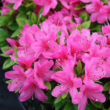 Pink Azalea Perennial Flower seeds for Planting - Seasonal Bloomer, Heirloom & GMO Free Seeds for Home Garden